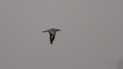 Eurasian Stone-curlew