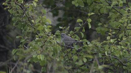 Barred Warbler