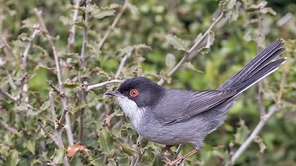 Sardinian Warbler