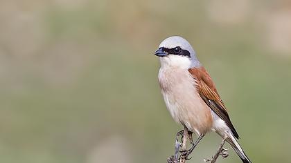 Red-backed Shrike