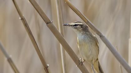 Eurasian Reed Warbler