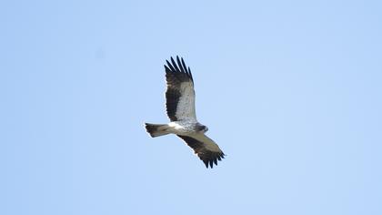 Booted Eagle