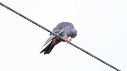 Red-footed Falcon