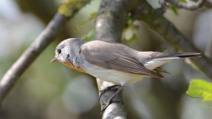 Red-breasted Flycatcher