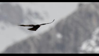 Red-billed Chough
