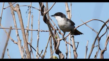 Eastern Orphean Warbler