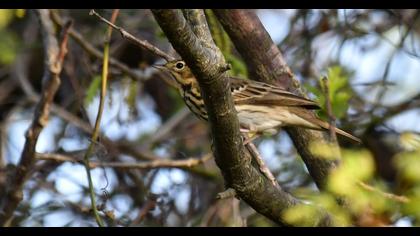 Tree Pipit