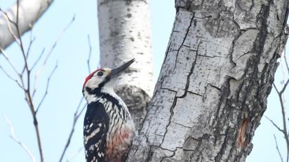 White-backed Woodpecker