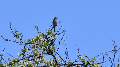 Spotted Flycatcher