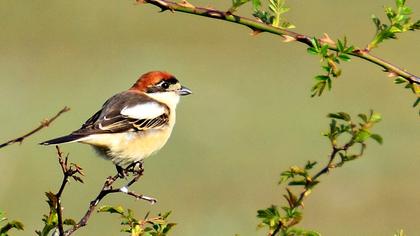 Kızılbaşlı örümcekkuşu