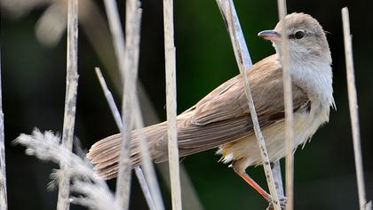 Great Reed Warbler