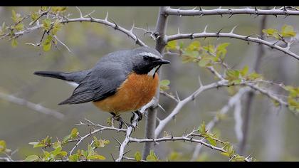 White-throated Robin