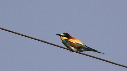 European Bee-eater