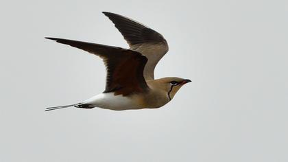 Bataklıkkırlangıcı