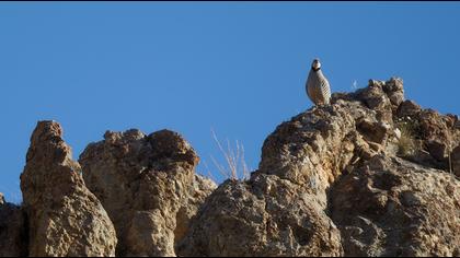 Chukar Partridge