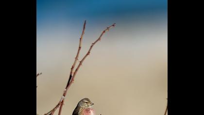 Common Linnet