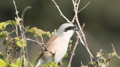 Red-backed Shrike