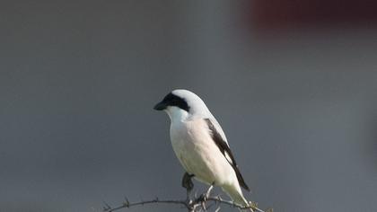 Lesser Grey Shrike