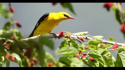Eurasian Golden Oriole
