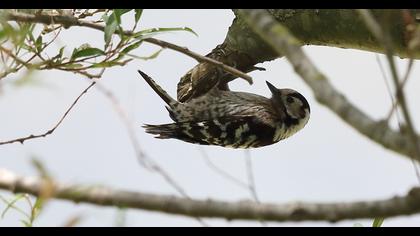 Lesser Spotted Woodpecker