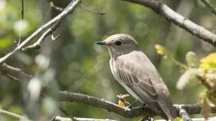 Spotted Flycatcher
