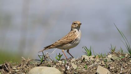 Greater Short-toed Lark