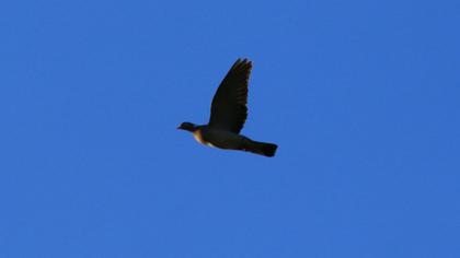 Common Wood Pigeon