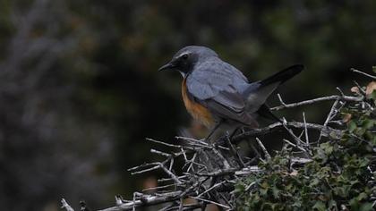 White-throated Robin