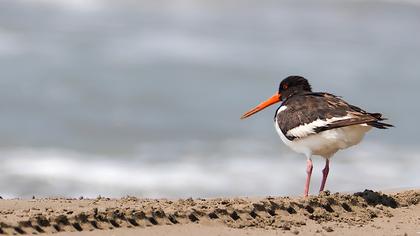 Eurasian Oystercatcher