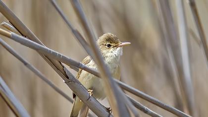 Eurasian Reed Warbler