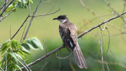 Great Spotted Cuckoo