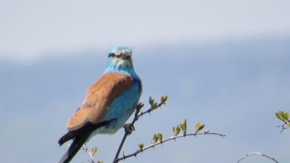 European Roller