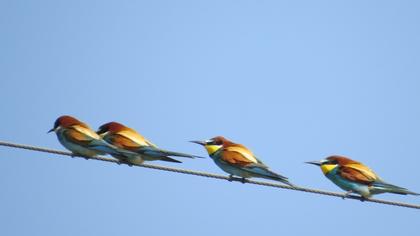 European Bee-eater