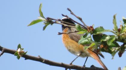 Common Redstart