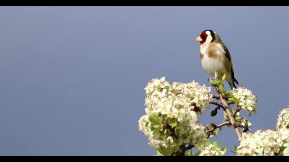 European Goldfinch