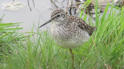 Wood Sandpiper