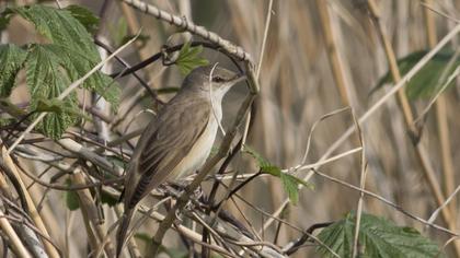 Great Reed Warbler