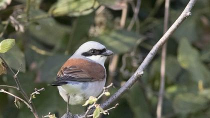 Red-backed Shrike