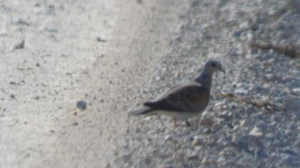 European Turtle Dove