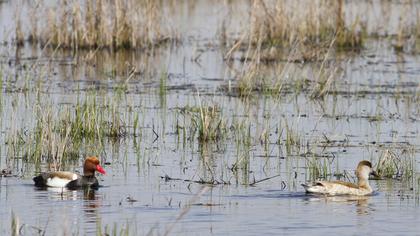 Red-crested Pochard