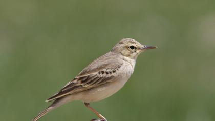Tawny Pipit