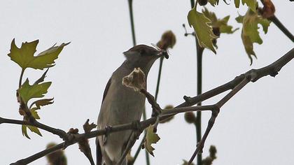 Eurasian Blackcap