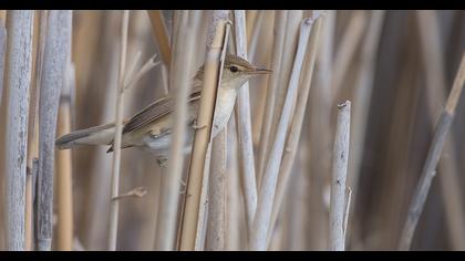 Marsh Warbler