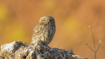 Little Owl