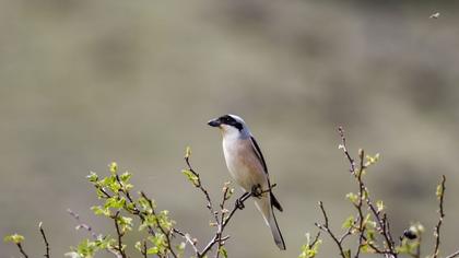 Lesser Grey Shrike