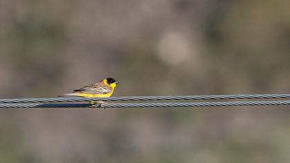 Black-headed Bunting
