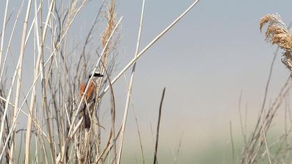 Red-backed Shrike