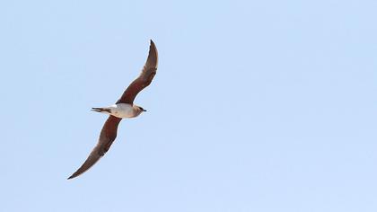 Bataklıkkırlangıcı