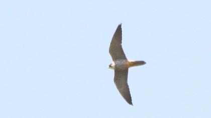 Eurasian Hobby