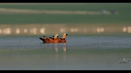 Ruddy Shelduck